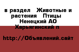  в раздел : Животные и растения » Птицы . Ненецкий АО,Харьягинский п.